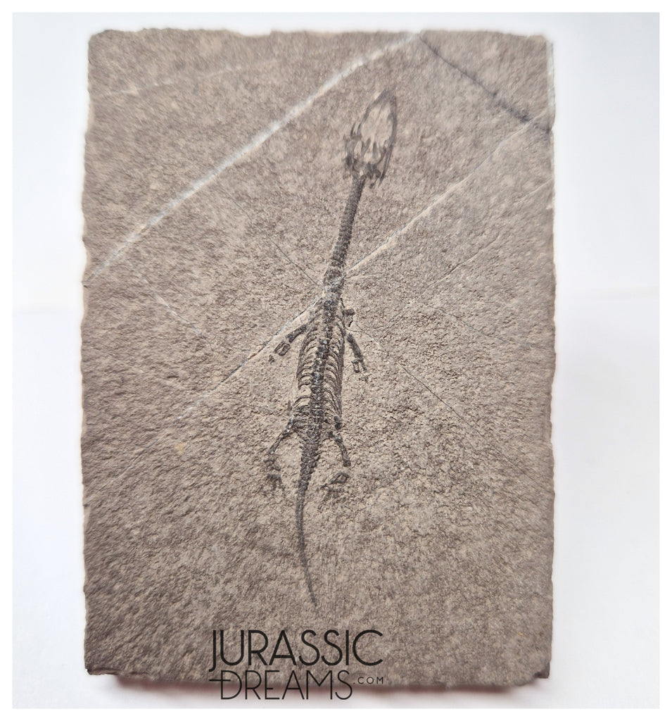 S124 - Superb Top Quality Juvenile Baby Keichousaurus hui Early Triassic Marine Reptile