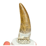 S43 - Finest Quality Large Suchomimus tenerensis Spinosaurid Dinosaur Tooth
