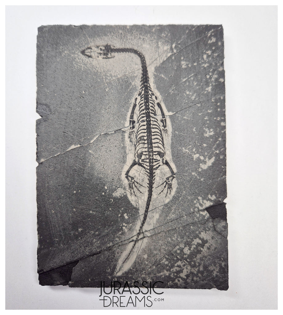 S138 - Nice Keichousaurus hui Early Triassic Marine Reptile WITH PRESERVED TEETH