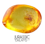 J359 - SPIDER Araneae Rare Fossil Inclusion in Genuine BALTIC AMBER + HQ Picture
