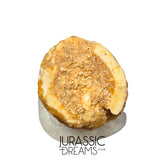 S231 - Large Rooted Spinosaurus aegyptiacus Dinosaur Tooth - Cretaceous KemKem Beds