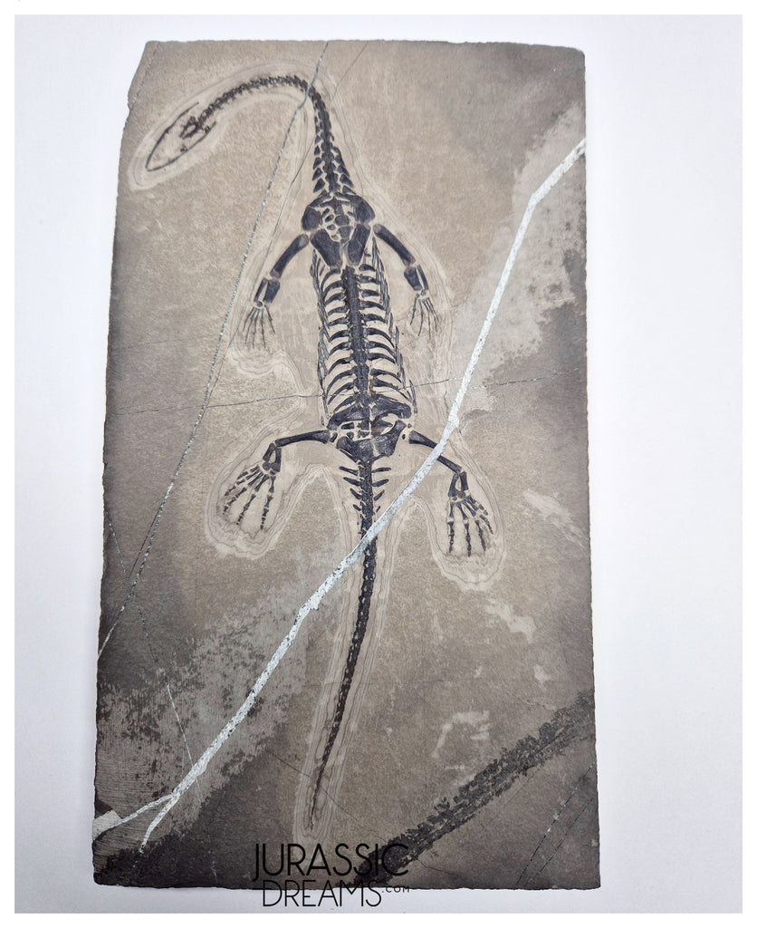 S227 - Large & Nicely Preserved Keichousaurus hui Early Triassic Marine Reptile