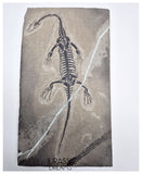 S227 - Large & Nicely Preserved Keichousaurus hui Early Triassic Marine Reptile