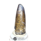 20142 - Huge Sarcosuchus imperator Crocodile Tooth - Lower Cretaceous Elrhaz Fm IN CATAWIKI AUCTION NOW