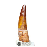 20335 - Nicely Preserved Spinosaurus aegyptiacus Dinosaur Tooth IN CATAWIKI AUCTION NOW