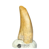 20276- Nicely Preserved Afrovenator abakensis Megalosaurid Dinosaur Tooth Jurassic Tiouraren Fm IN CATAWIKI AUCTION NOW