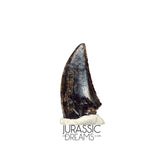 S89 - Top Rare Acheroraptor temertyorum (Dromaeosaurid Raptor Theropod) Dinosaur Tooth - Hell Creek Formation