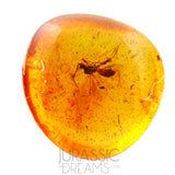 J09 - WASP Hymenoptera Fossil Inclusion Genuine BALTIC AMBER + HQ Picture
