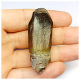 1305 - Gem Grade Jobaria Sauropod Dinosaur Tooth Jurassic Tiouraren Fm