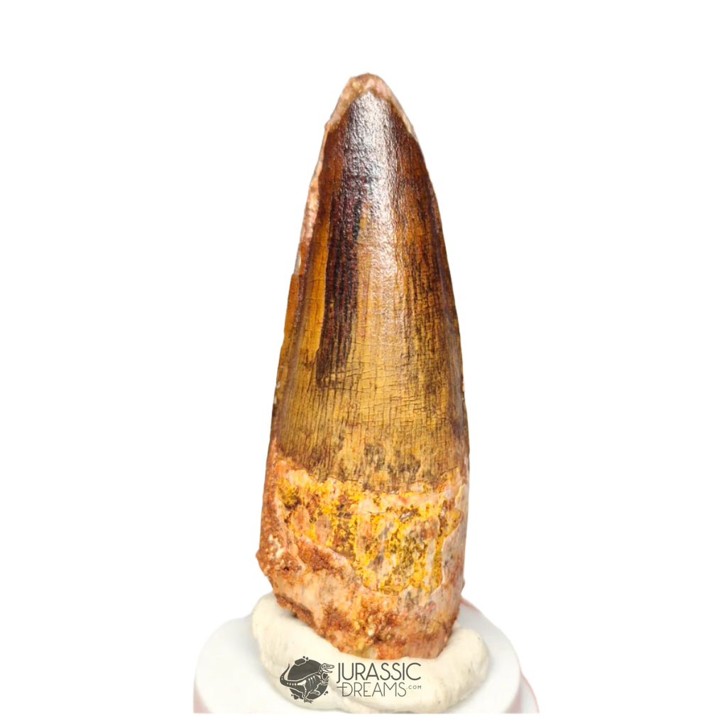20392 - Nicely Preserved Spinosaurus aegyptiacus Dinosaur Tooth IN CATAWIKI AUCTION NOW