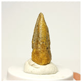 1349 - Rare Juvenile Suchomimus tenerensis Dinosaur Foot Claw Lower Cretaceous Elrhaz Fm