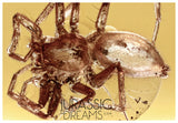 J31 - Nice SPIDER Araneae Fossil Inclusion Genuine BALTIC AMBER + HQ Picture