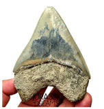 J568 - Gem Grade Killer Blue Megalodon Tooth from Rare Indonesia Location