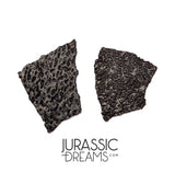 J282 - Exceedingly Rare Hadrosaurid (cf Maisaura peeblesorum) Set of 2 Egg Shells - Late Cretaceous Two Medicine Fm