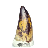 20201 - Gem Grade Sarcosuchus imperator Crocodile Tooth - Lower Cretaceous Elrhaz Fm