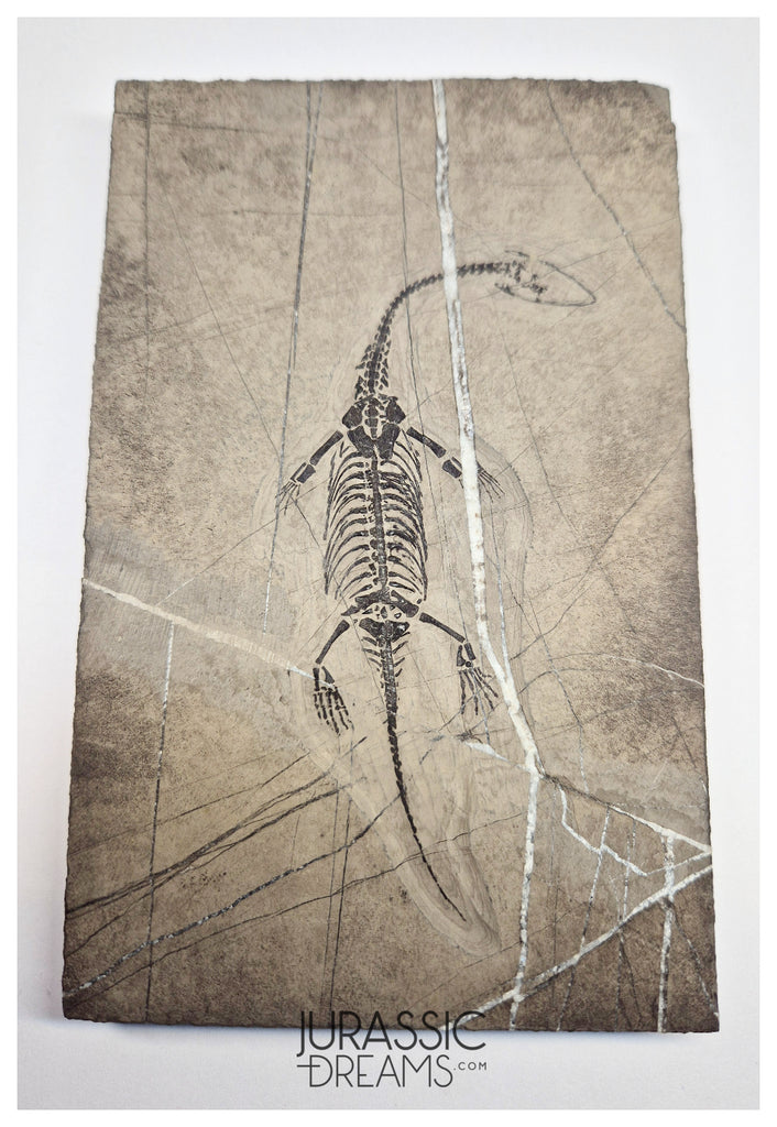 S67 - Nicely Preserved Keichousaurus hui Early Triassic Marine Reptile