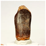 1353 - Huge Jobaria Sauropod Dinosaur Tooth Jurassic Tiouraren Fm