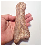 1524 - Finest Grade Huge 16cm Spinosaurus aegyptiacus Dinosaur Phalanx Toe Bone