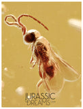 J23 - GREAT Wasp MEGASPILIDAE Fossil Inclusion Genuine BALTIC AMBER + HQ Picture