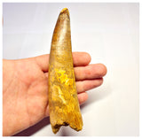 1360 - Huge Spinosaurus aegyptiacus Dinosaur Tooth - Cretaceous KemKem Beds