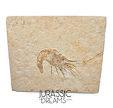 S267 - Nicely Preserved Fossil Shrimp "Carpopenaeus sp" - Cretaceous from Lebanon