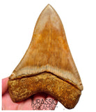 J563 - Gem Grade Huge Killer Megalodon Tooth from Rare Indonesia Location