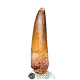 20174 - Nicely Preserved Large Spinosaurus aegyptiacus Dinosaur Tooth