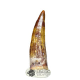 20307- Nicely Preserved Suchomimus tenerensis Dinosaur Tooth IN CATAWIKI AUCTION NOW