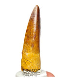 S293 - Nicely Preserved Spinosaurus aegyptiacus Dinosaur Tooth - Red Sanstone Beds