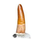 20488 - Nicely Preserved Spinosaurus aegyptiacus Dinosaur Tooth