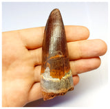 1318 - Gem Grade Spinosaurus aegyptiacus Dinosaur Tooth - Cretaceous KemKem Beds