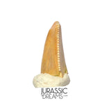 S319 - Top Rare Majungasaurus crenatissimus Abelisaurid Dinosaur PREMAXILLARY Tooth