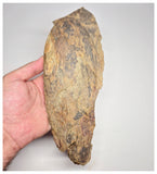 C11 - Unique Juvenile Anomalocaridid Aegirocassis benmoulai Ordovician Fezouata Fm