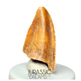 S142 - Top Rare Majungasaurus crenatissimus Abelisaurid Dinosaur PREMAXILLARY Tooth