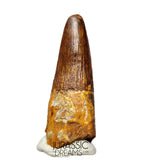 S130 - Nicely Preserved Spinosaurus aegyptiacus Dinosaur Tooth - Cretaceous KemKem Beds