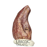 J223 - Top Rare Killer Unidentified Theropod Dinosaur Claw - Lower Cretaceous Elrhaz Fm