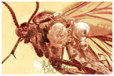J25 - PHORESY Parasitism MITE & FUNGUS GNAT Fossil Inclusion Genuine BALTIC AMBER + HQ Picture