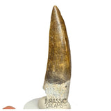 S62 - Finest Quality Suchomimus tenerensis Spinosaurid Dinosaur Tooth