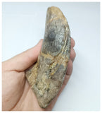 1047 - Rare Huge 4.80'' Atlasaurus imelakei Sauropod Ungual Claw - El Mers Fm