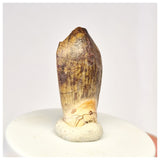 1447 - Nicely Preserved Jobaria Sauropod Dinosaur Tooth Jurassic Tiouraren Fm