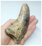 1047 - Rare Huge 4.80'' Atlasaurus imelakei Sauropod Ungual Claw - El Mers Fm