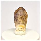 1447 - Nicely Preserved Jobaria Sauropod Dinosaur Tooth Jurassic Tiouraren Fm