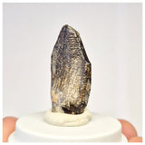1449 - Nicely Preserved Jobaria Sauropod Dinosaur Tooth Jurassic Tiouraren Fm