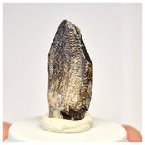 1449 - Nicely Preserved Jobaria Sauropod Dinosaur Tooth Jurassic Tiouraren Fm