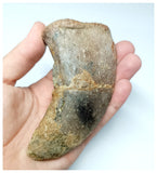 1047 - Rare Huge 4.80'' Atlasaurus imelakei Sauropod Ungual Claw - El Mers Fm