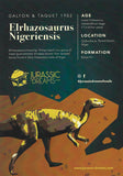 20019 -Exceedingly Rare Unidentified Basal Iguanodontian Dinosaur Tooth
