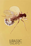 J391 - Museum Grade Midge LAYING EGGS & APHID Fossil Inclusion Genuine BALTIC AMBER + HQ Picture