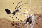 J385 - Superb Looking Ant FORMICINAE Fossil Inclusion Genuine BALTIC AMBER + HQ Picture