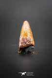 02042 - Huge Beautiful 1.29 Inch Elosuchus Cherifiensis Crocodile Tooth From Kem Kem