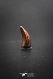 02043 - Top Enamel Color 0.94 Inch Elosuchus Cherifiensis Crocodile Tooth From Kem Kem